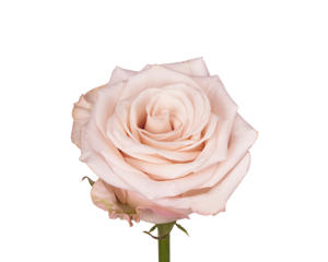 10x Rosa cafe! 50cm