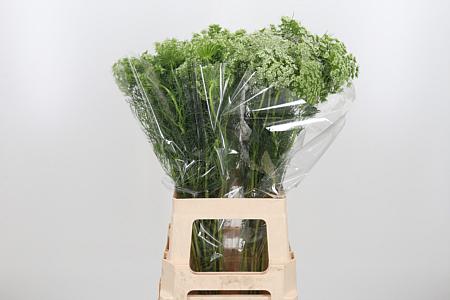 25x Ammi visnaga 70cm