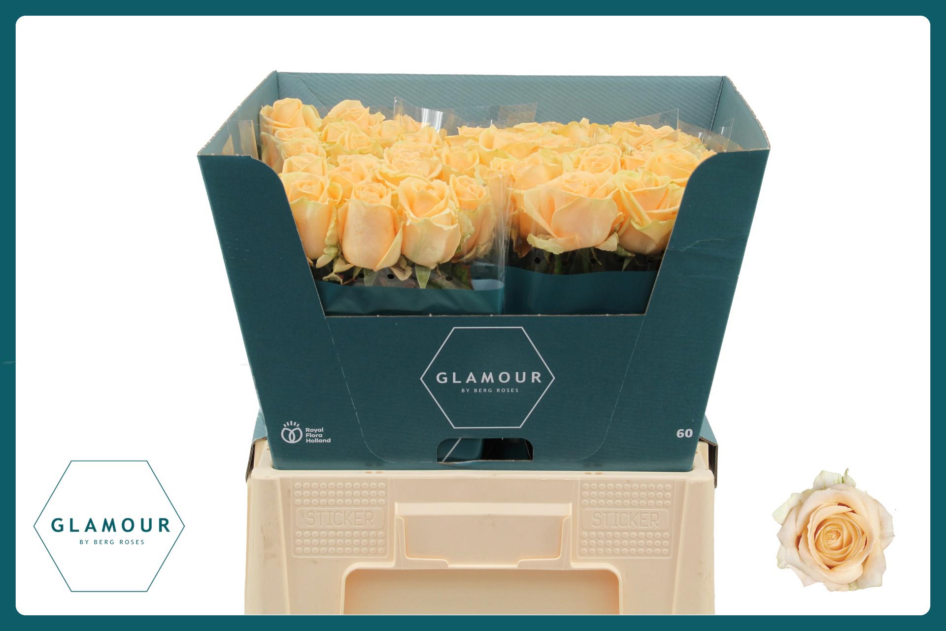 10x Rosa avalanche peach+ 60cm