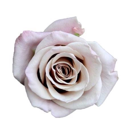 20x Rosa menta 60cm