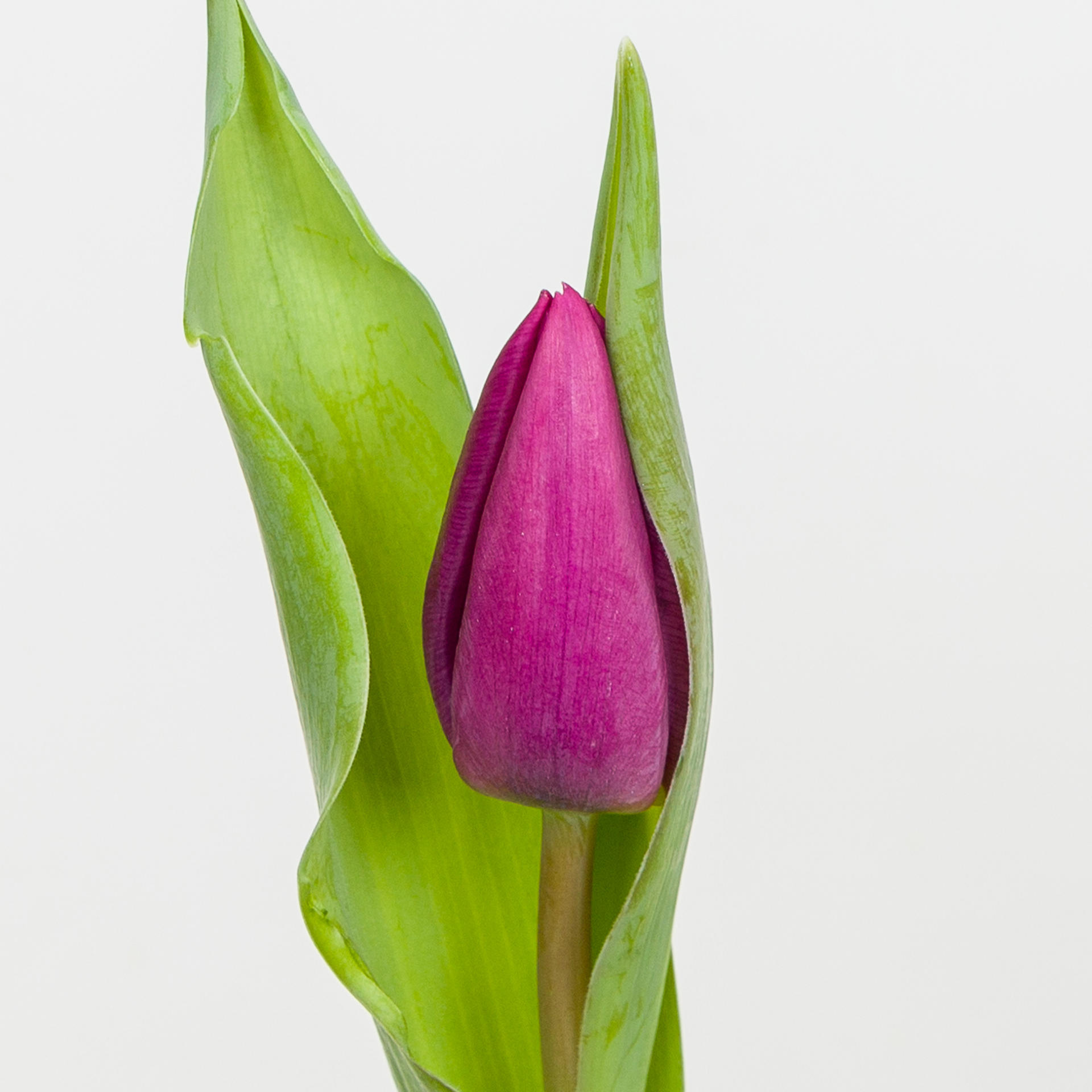 50x Tulipa purple prince en 30cm