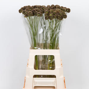 20x Scabiosa stellata 70cm