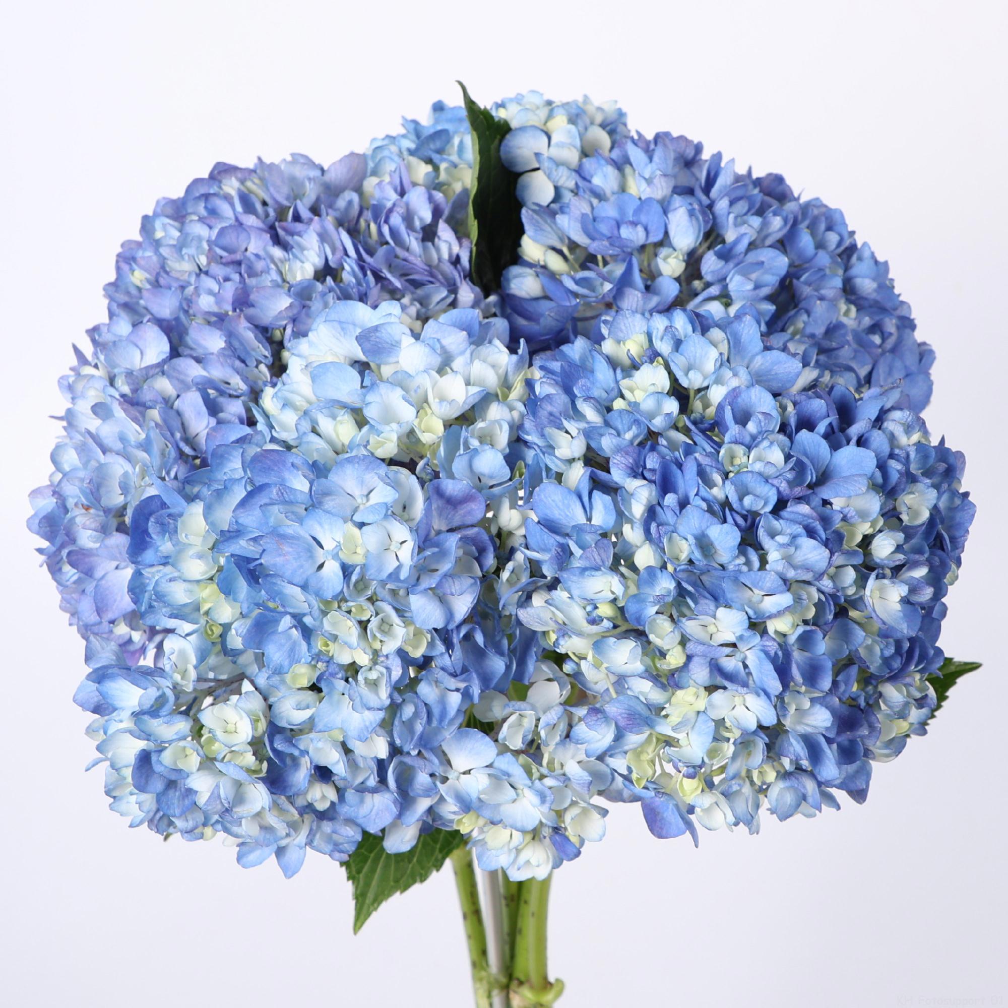 5x Hydr.shocking blue 50cm