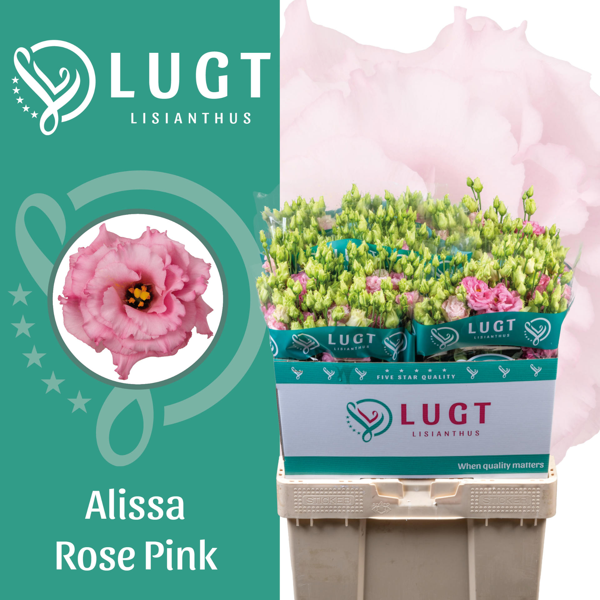 10x Eust.alissa rose pink du 70cm