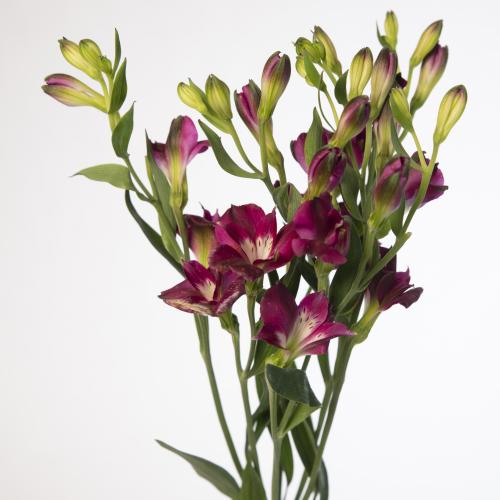 10x Alstroemeria flor.charmelia purplex 70cm