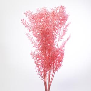 5x Dc ruscus bleached pink 70cm