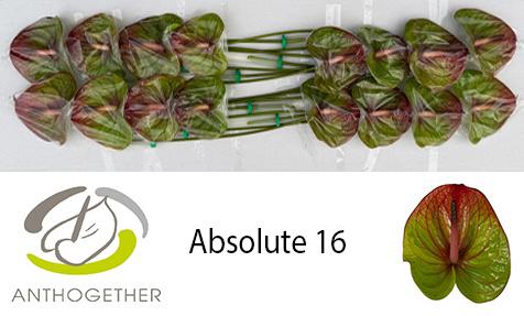 16x Anth.absolute 10cm
