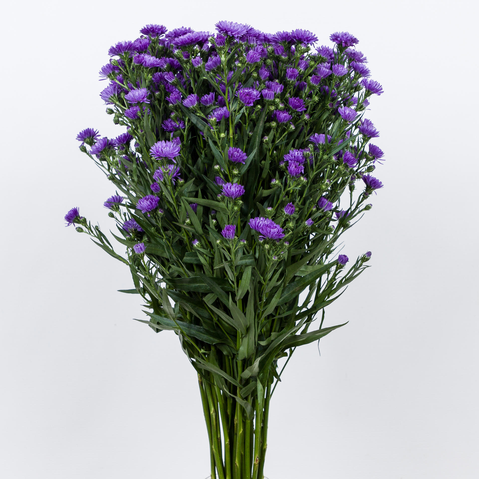 25x Aster astee dark milka 60cm