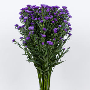 25x Aster astee dark milka 80cm