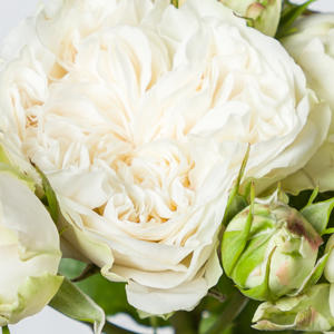 10x Rosa victorian wedding 70cm