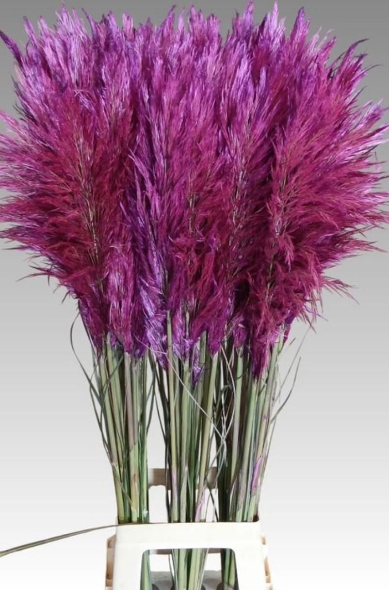 30x Gs cortaderia selloana paars 80cm