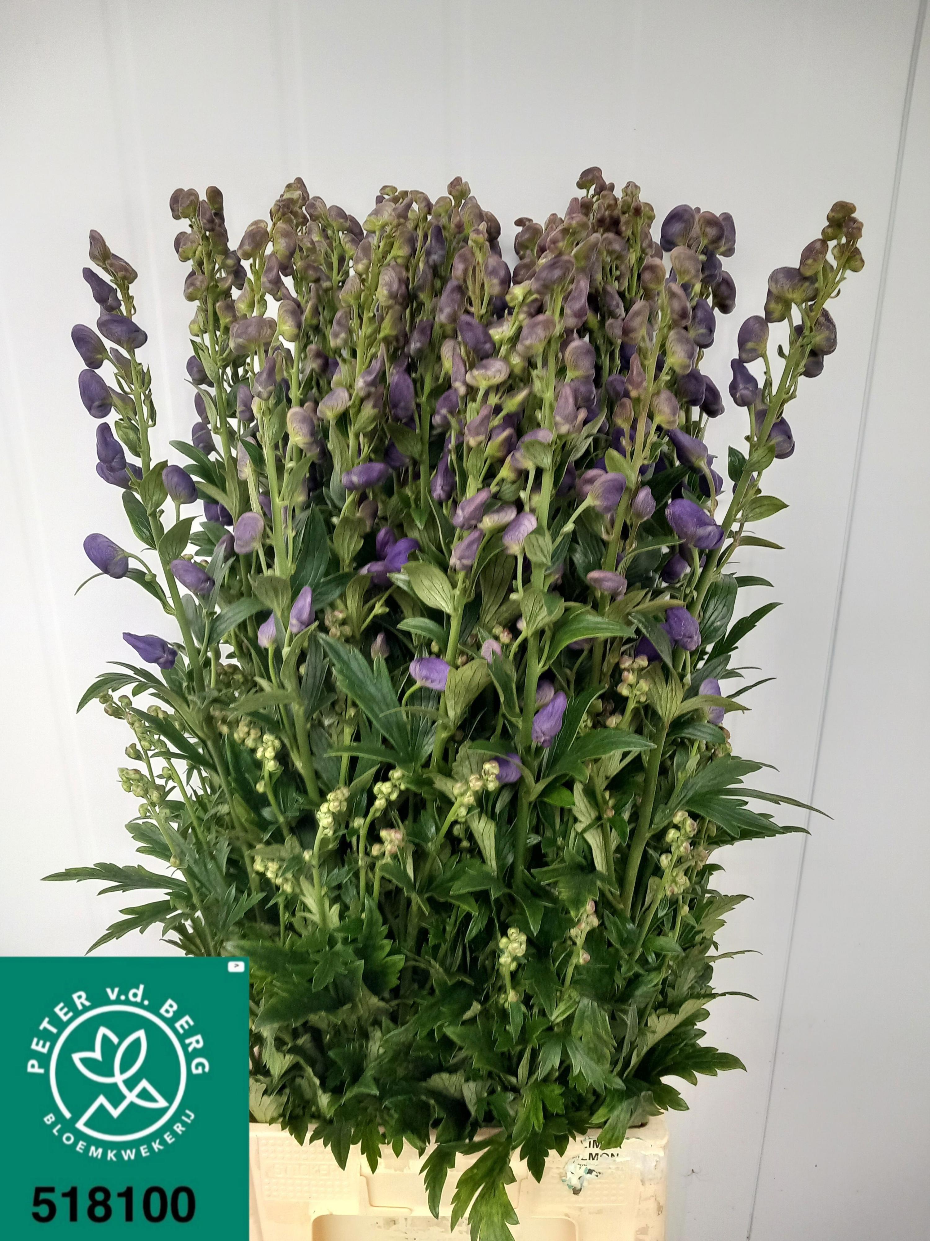 10x Aconitum arendsii 80cm