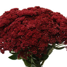 25x Sedum bordeaux 50cm