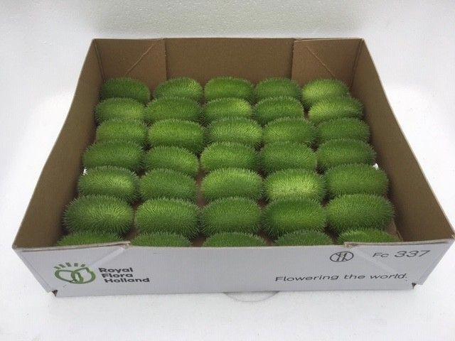 35x Sf cucumis maureen