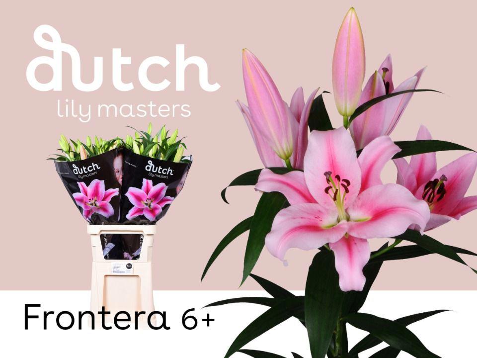 10x Lil.frontera 80cm