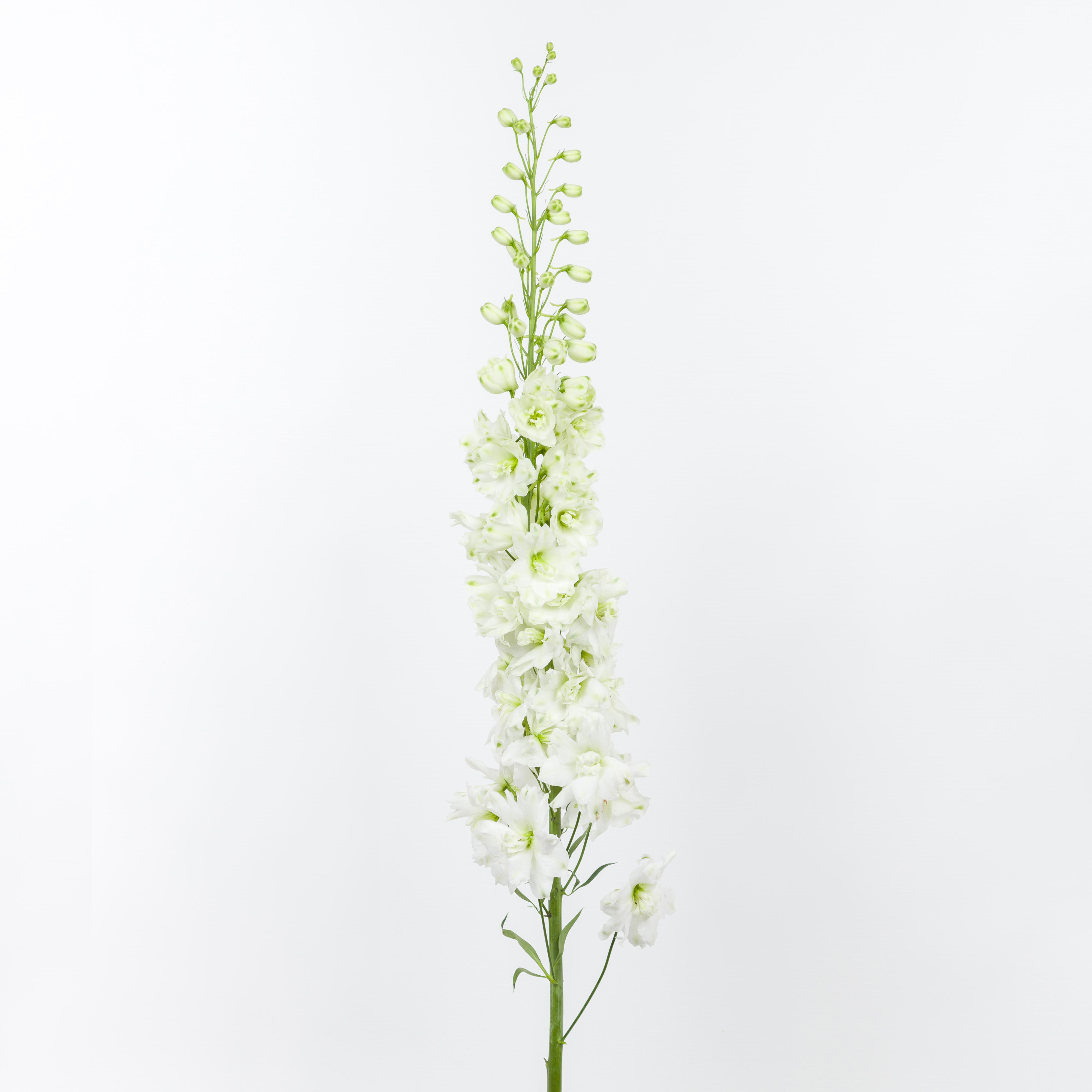 10x Delph.dewi impressive white 80cm