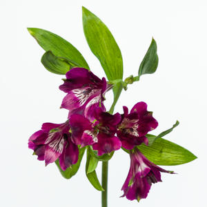 10x Alstroemeria carline 70cm