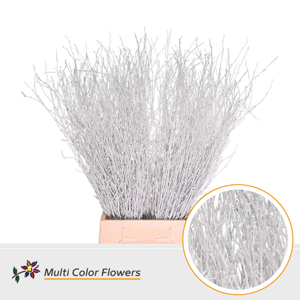 10x Tk betula wit 70cm