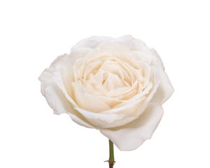 24x Rosa gard.princess miyuki 50cm