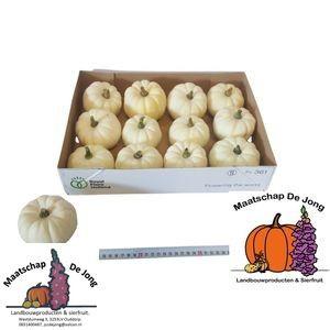 15x Sf cucurbita baby boo