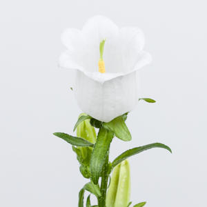 10x Camp.med.champ.white 70cm