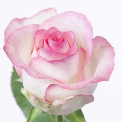 10x Rosa jumilia 40cm