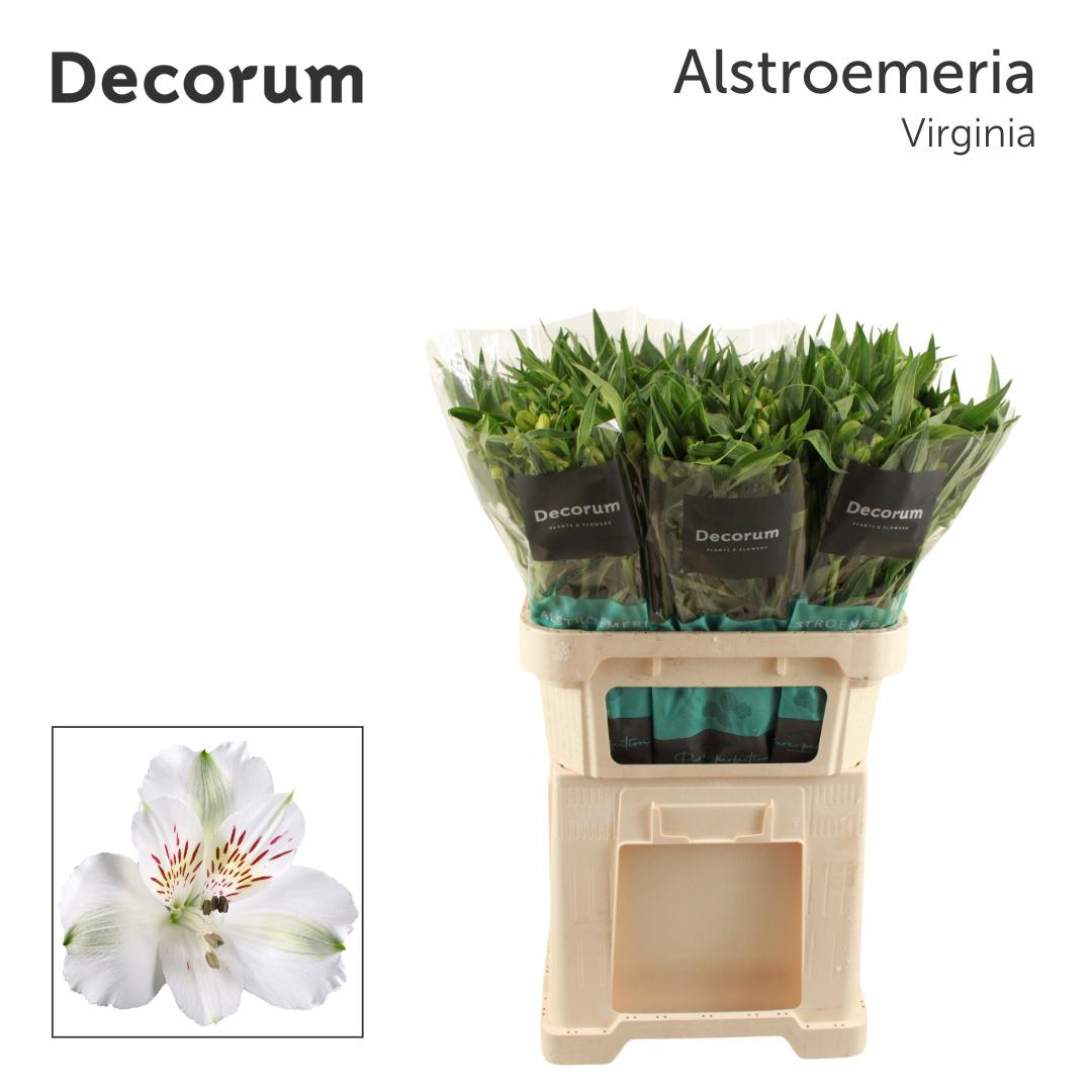 10x Alstroemeria virginia 70cm