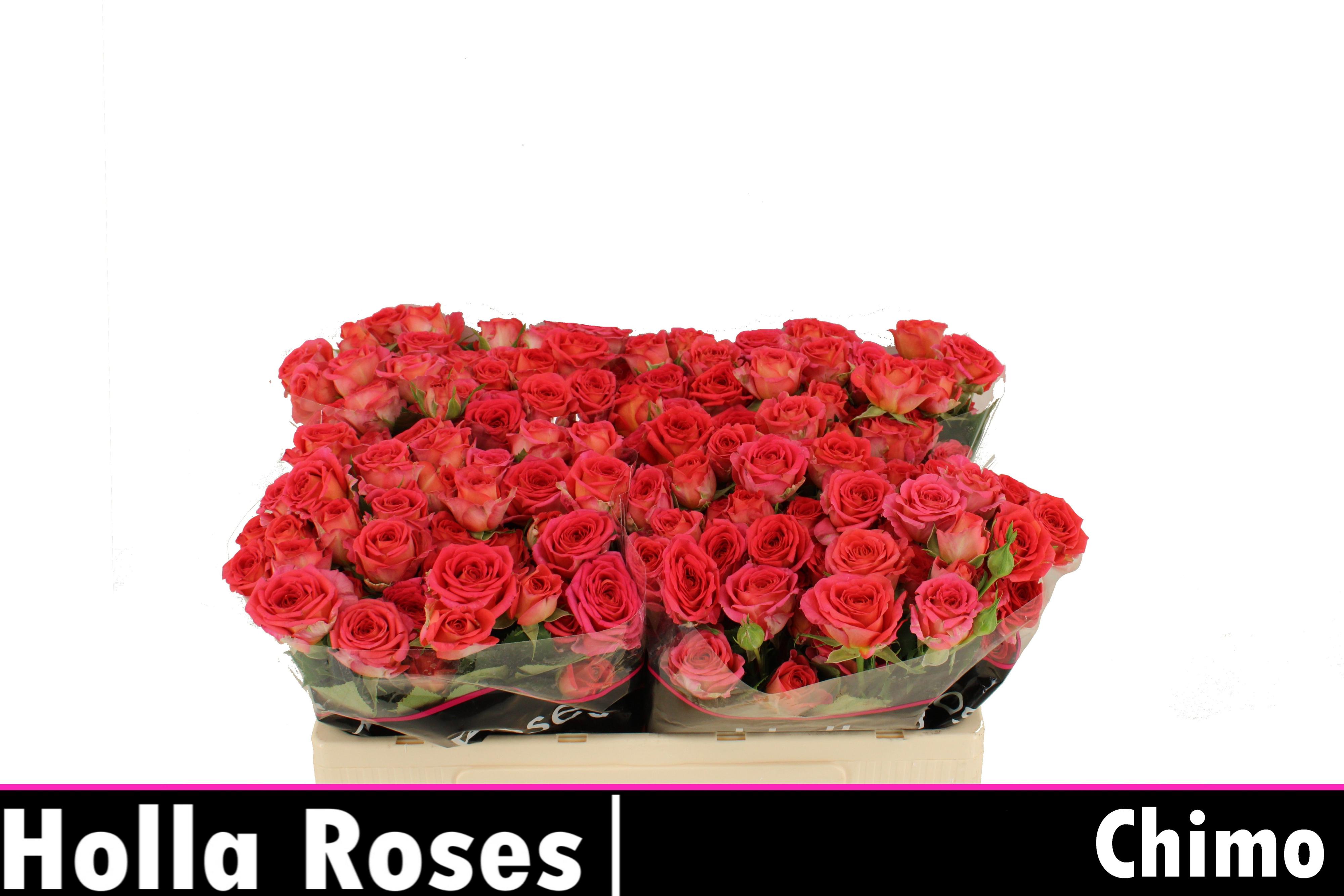 10x Rosa tr. chimo 50cm
