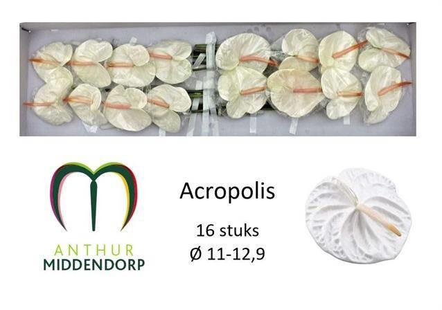 16x Anth.acropolis 10cm