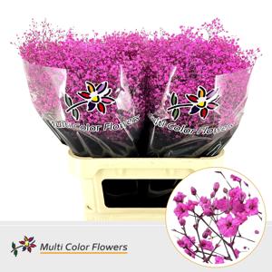25x Gipskruid m.stars hot pink 80cm