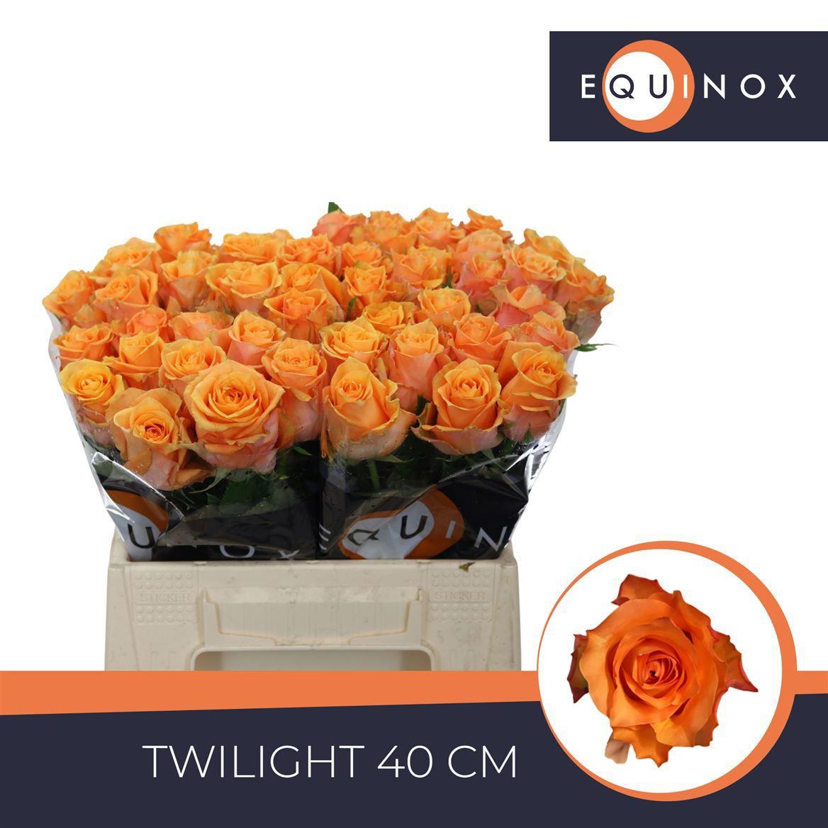 20x Rosa twilight 40cm