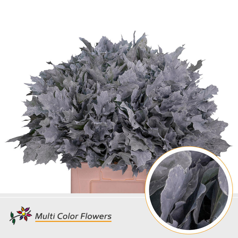 100x Sg quercus rubra overig 60cm