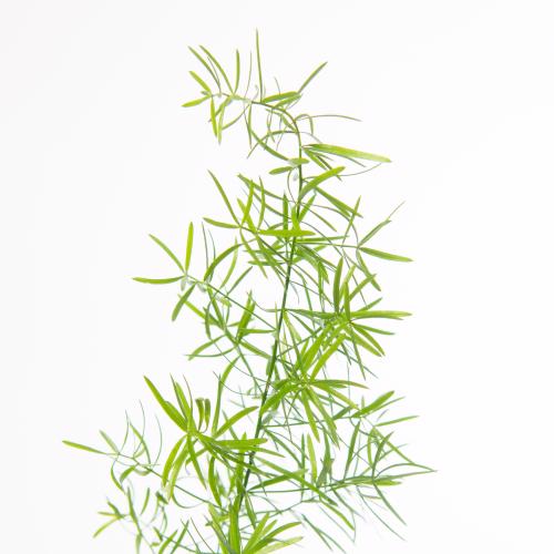 50x Aspar.sprengeri 60cm