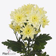 10x Chrysant pina colada cream 70cm