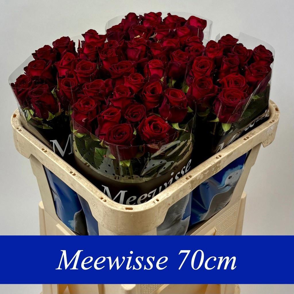 10x Rosa red naomi! 70cm