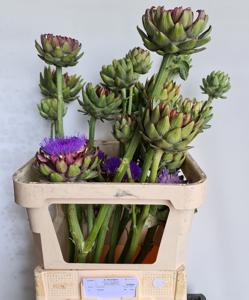 5x Cynara groene van laon 80cm