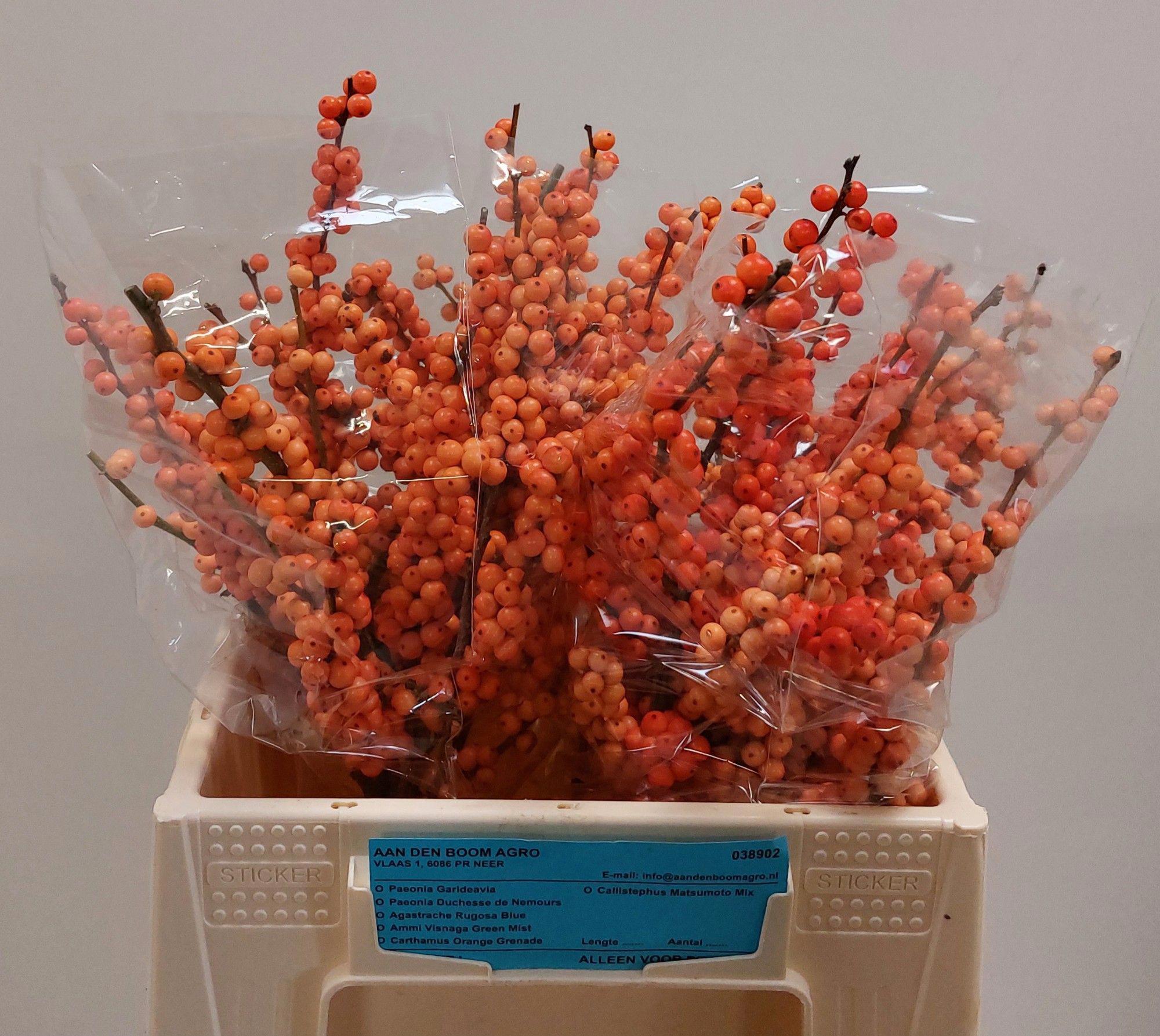 10x Ilex winter gold 40cm