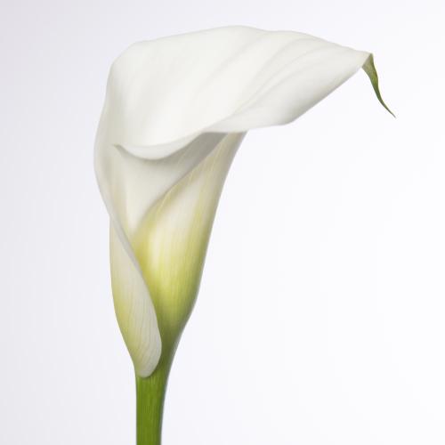 10x Zant.white art 60cm