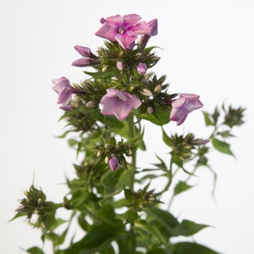20x Phlox kiki 60cm