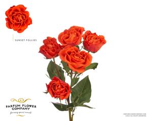12x Rosa sunset folies 50cm