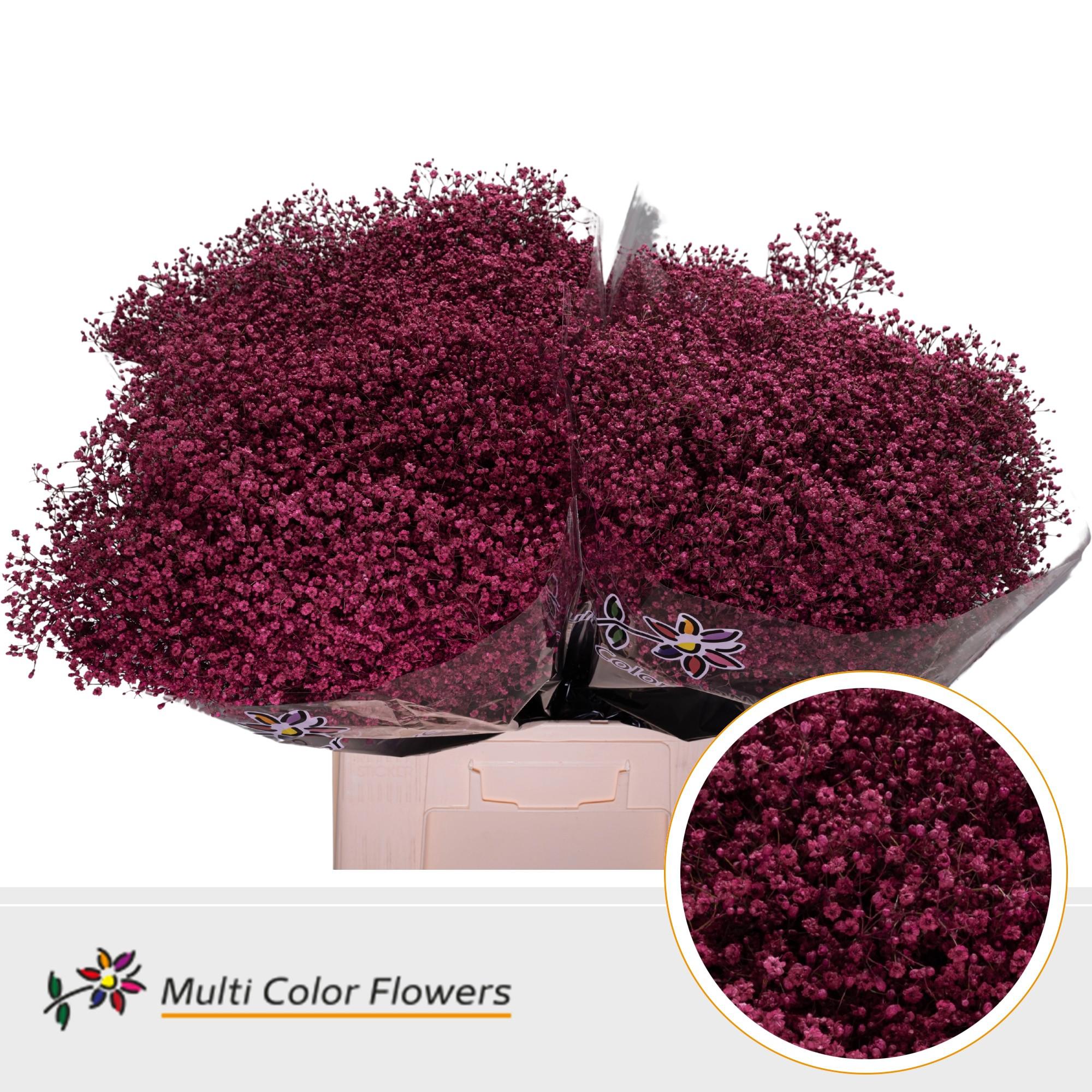 25x Gipskruid m.stars erica 70cm