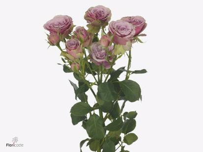 10x Rosa purple sky 60cm