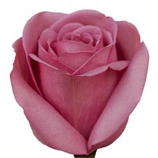 20x Rosa cool water! 50cm