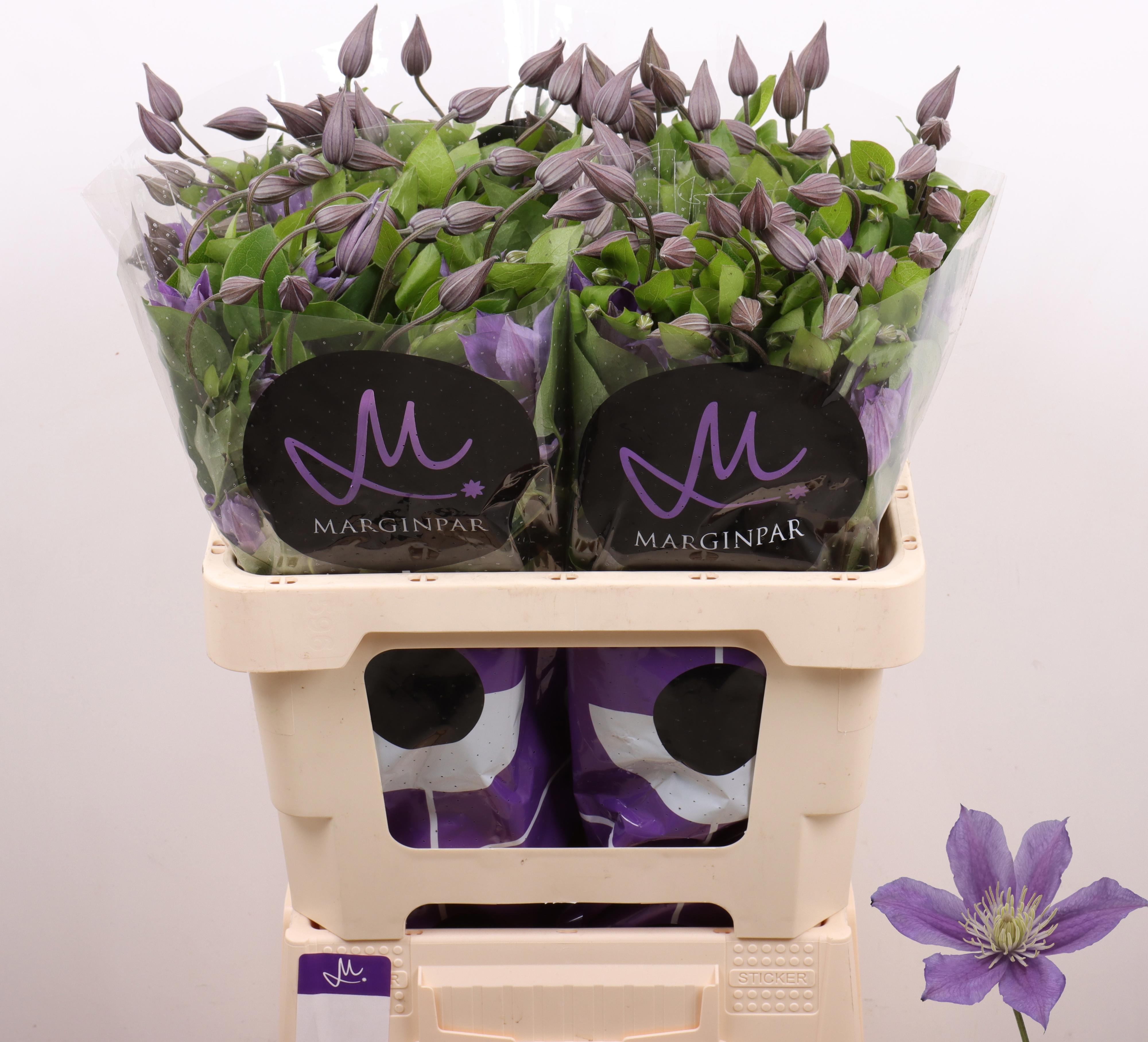 10x Clematis amazing sofia 60cm