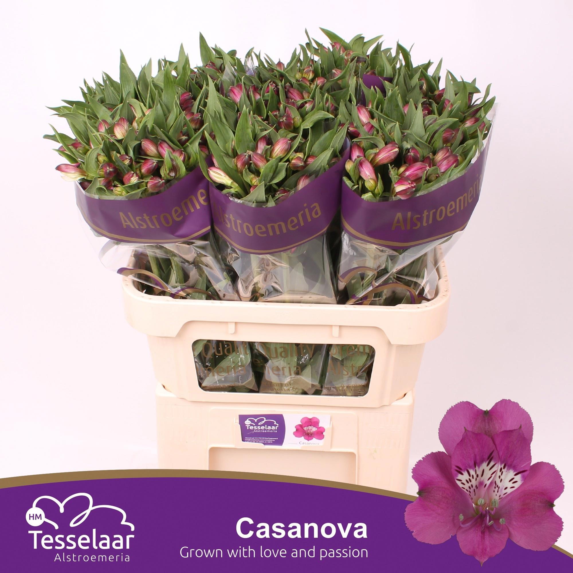 10x Alstroemeria casanova 70cm