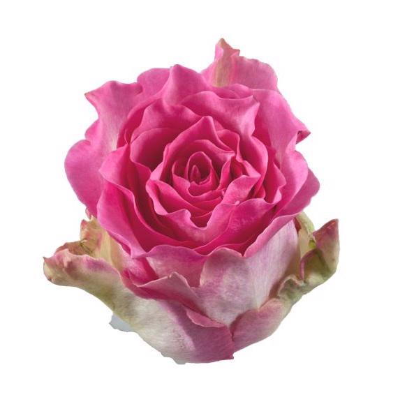 10x Rosa malibu 50cm