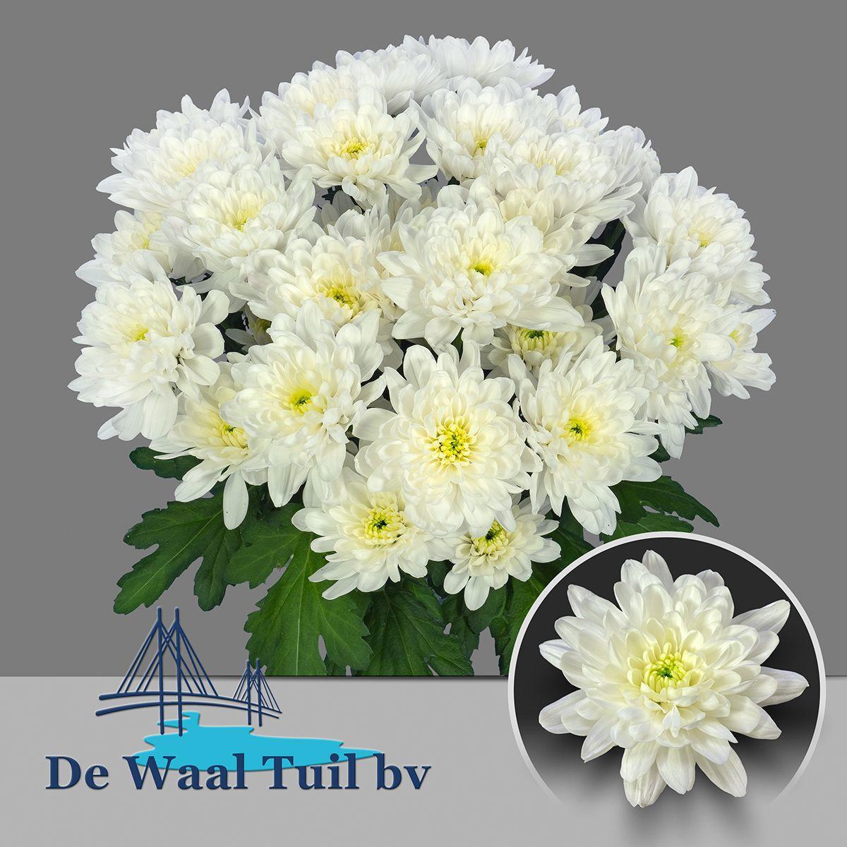 10x Chrysant baltica 70cm