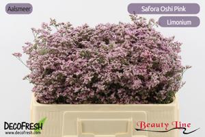 75x Lim.safora oshi pink 50cm