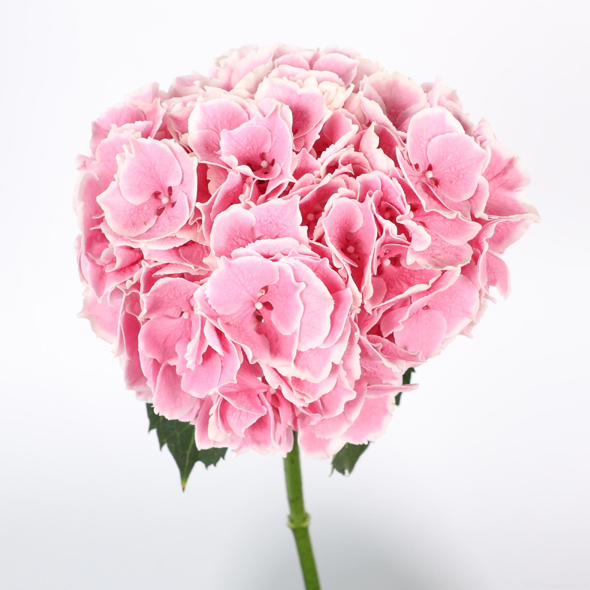 10x Hydr.my beautiful rosada 60cm