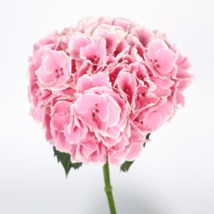 10x Hydr.my beautiful rosada 80cm